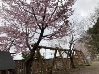 園の桜が満開です